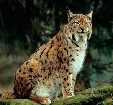 Ver más ideas sobre juego dobble, imprimir sobres, disenos de unas. Lince ibérico - EcuRed