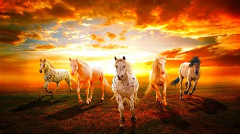 Follow the vibe and change your wallpaper every day! Beautiful Wallpaper Hd Horses Sunset Hd Wallpaper ...