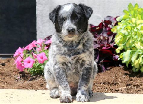Chow Blue Heeler Mix Puppies Puppy And Pets