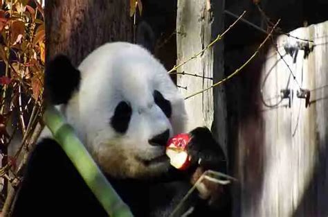 Why Do Giant Pandas Only Eat Bamboo Solved