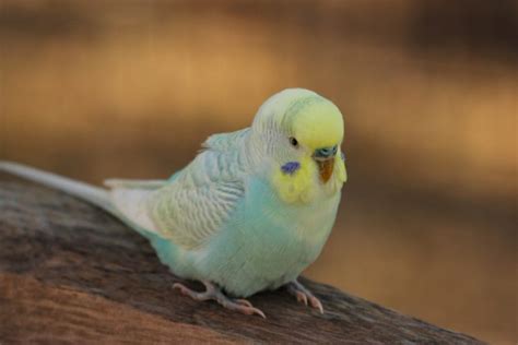 Why Do Budgies Feed Each Other Explained Animals Hq