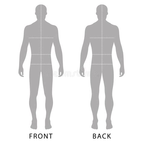 The human body and a skeleton with a silhouette of a body. Man's template figure stock vector. Image of central - 77983598