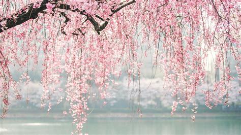 Tổng Hợp 999 Cherry Blossom Background Desktop Chất Lượng Cao Tải Miễn Phí