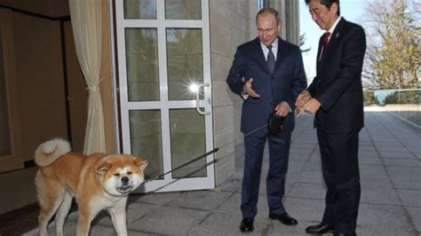 Russian president vladimir putin's love of dogs has been well documented over the years. Amid Uproar Over Stray Cull, Putin Brought His Own Dog to ...