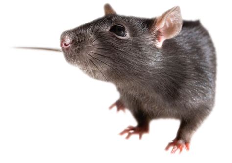 Mouse Rat Png Image Transparent Image Download Size 768x540px