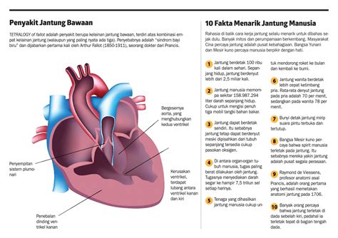 Gambar Jantung Dan Fungsinya Riset