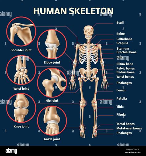 Infografía De Esqueleto Humano Realista Vista Frontal De La Estructura