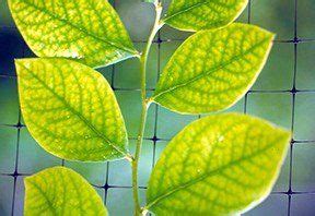 Most blueberries grown for fruit are also handsome plants suitable for hedges or shrub borders. blueberry leaves turning yellow (chlorsis) | Blueberry ...
