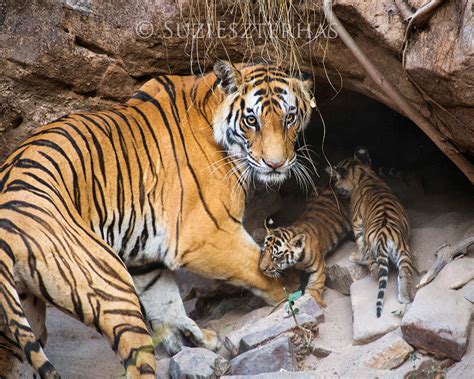 Tiger Mom And Cubs In Den Photo Baby Animal Prints By Suzi