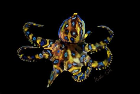 Southern Blue Ringed Octopus By Gottheart On Deviantart