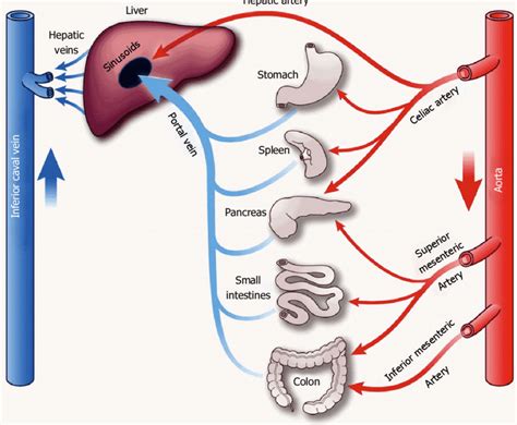 Anatomy Of The Splanchnic Portal And Hepatic Venous Circulation With