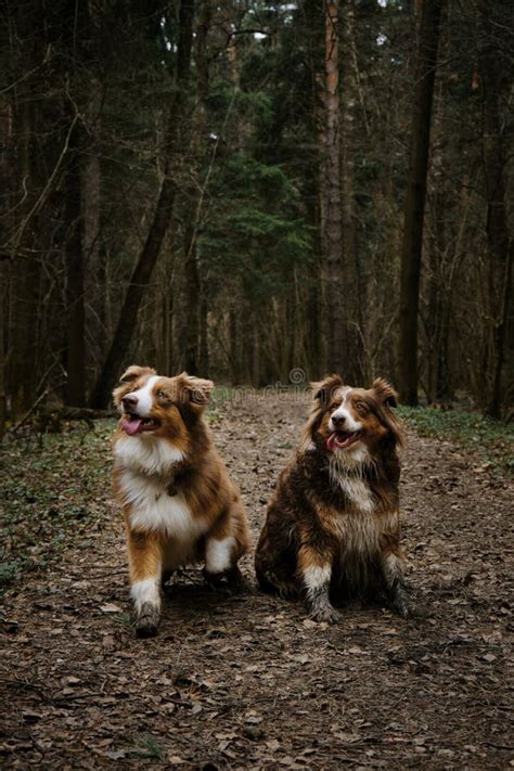 Cute Young Dogs Are Traveling Two Australian Shepherds Adult And Puppy