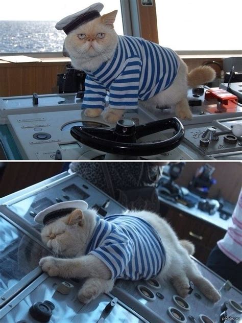 Sleep Drunk Boat Sailor Cat Blank Template Imgflip