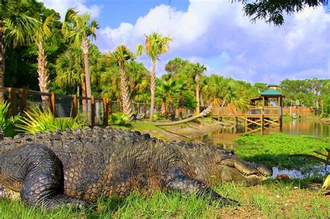 Wild Florida Wildlife Park And Airboat Tour From Orlando 2024