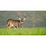 Biology Bucks Highlight Annual Southeast Deer…  Grand View Outdoors