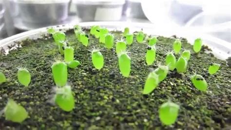 Cactus Seedlings Trichocereus Peruvianus 1 Month Youtube