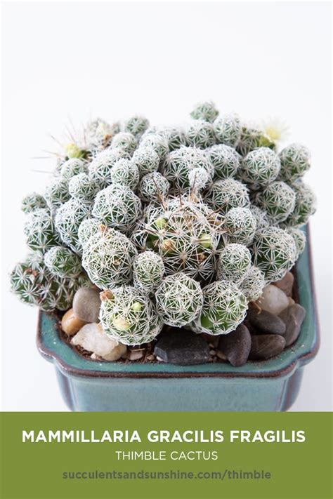 Complete guide to rhipsalis care. This cactus grows in clusters, and propagates very easily ...