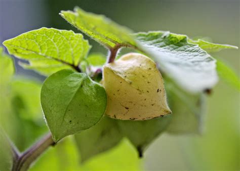 Red House Garden Have You Ever Eaten A Ground Cherry