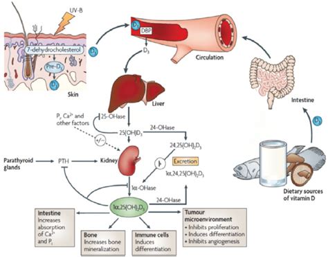Vitamin D Metabolism Download Scientific Diagram