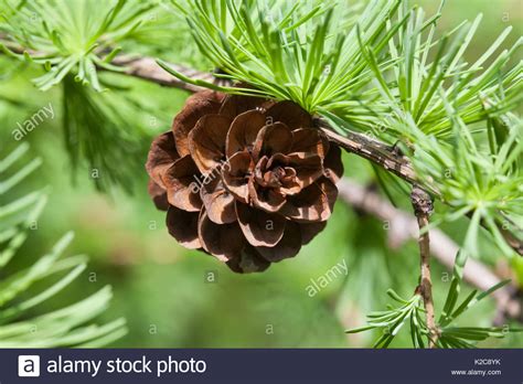 Evergreen trees that bear cones are called conifers and produce needles and cones instead of leaves and flowers. Conifer Bud Tree Spring Stock Photos & Conifer Bud Tree ...