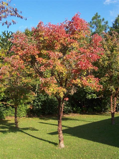 10 árboles Para Jardines Pequeños Arbustos De Jardín Arboles Para