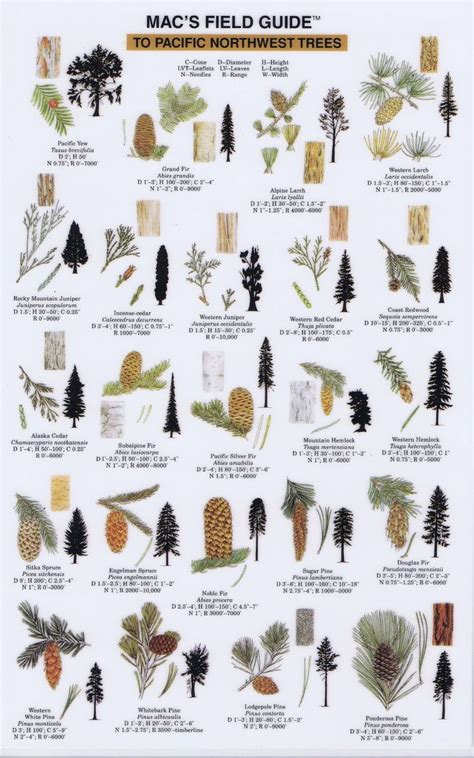 Minnesota Tree Identification Guide By Bark