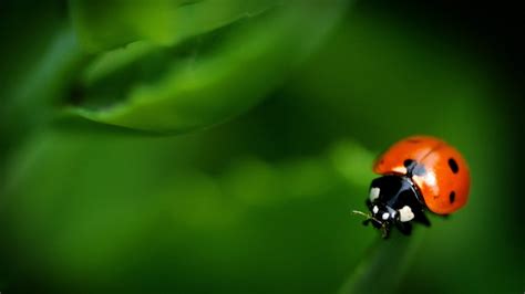Ladybugs Offer All Natural Pest Control In Regina Ctv News