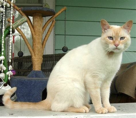 175 Best Cream Colored Cat Names The Ultimate List Petpress