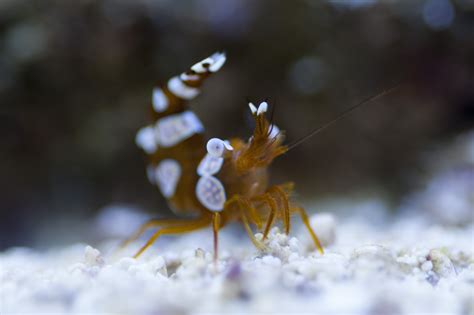 Sexy Dancing Shrimp At My Lfs Aquariums