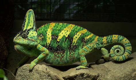 For Aggressive Chameleons Color Changes Outshine