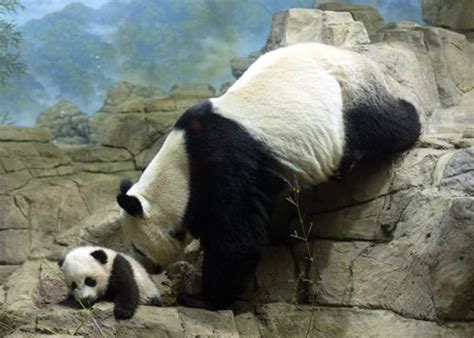 Giant Panda Cub In The Smithsonian National Zoo In Washington Dc