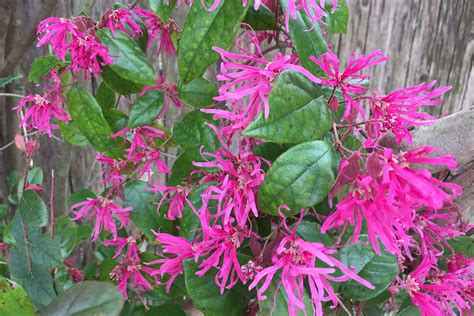 How To Grow And Care For Chinese Fringe Flower Shrubs