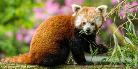 Red Panda Sikkim Animals Name Red Panda Facts Scientific Name Habitat