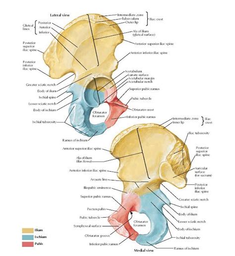 Coxal Bone Anatomy Intermediate Zone Tuberculum Outer Lip Ala Of