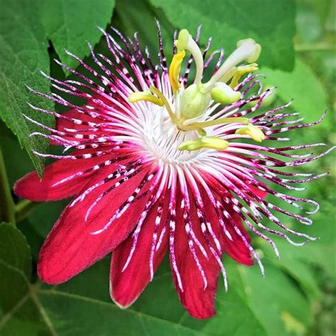 Passion Flower Passiflora Plant Wild Roots