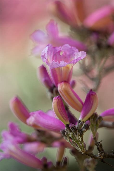 Quercifolia) or smooth hydrangeas (h. Pink Trumpet Tree | San Diego Zoo Animals & Plants