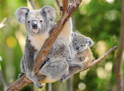 Koala Bear Australia 161109190843004 Loving Australia