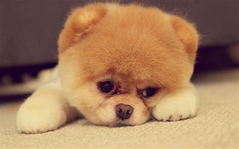 Cute Puppy Wallpapers Those Are Perfect To Make Your Mood