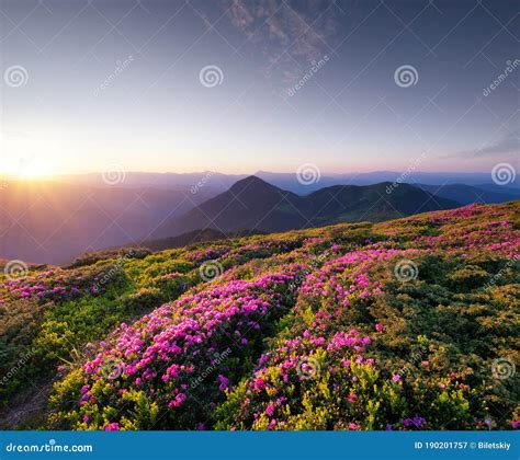 Mountain Landscape In Summertime During Sunset Blossoming Alpine