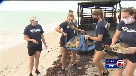 2 Sea Turtles Released In Key Biscayne After Treatment At Miami