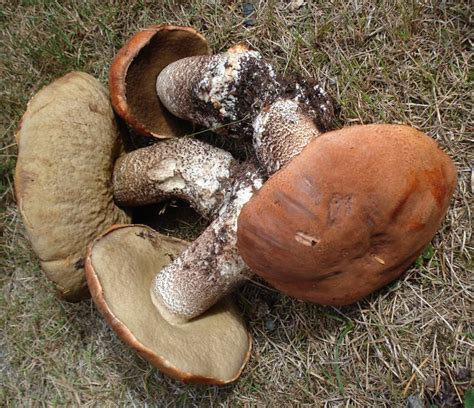 16 Best Mushrooms Ive Found In Colorado Images On