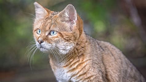Maybe you would like to learn more about one of these? Sand cat ⋆ Mulhouse Zoo, zoological and botanical park