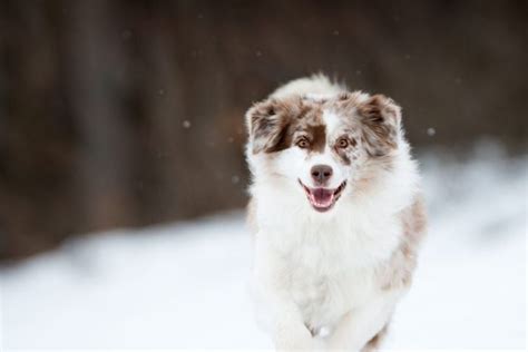 What Are The Pros And Cons Of An Australian Shepherd Facty