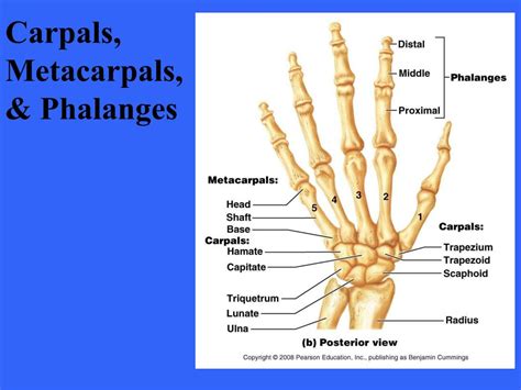 Ppt Appendicular Skeleton Powerpoint Presentation Free Download Id