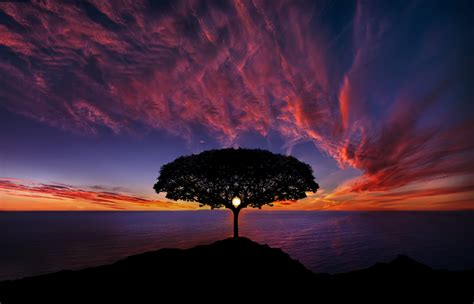 Tree In Sunset High Resolution Photography