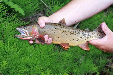 Yellowstone Cutthroat Trout Western Native Trout