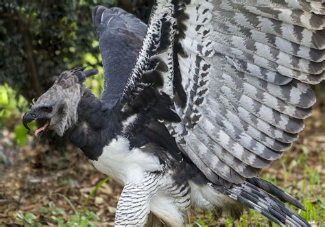 Harpie Féroce 5 Choses à Savoir Sur Cet Aigle Fascinant