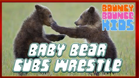 Baby Bear Cubs Wrestling Animal Videos For Kids Youtube