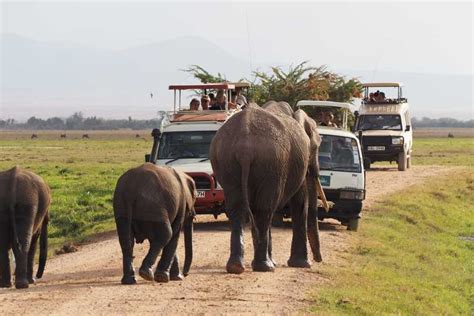 Nairobi Safari Guiado De 4 Días Por Amboseli Tsavo West Y East