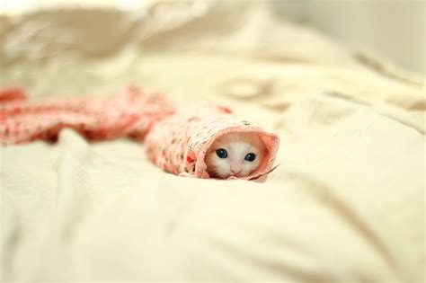 45 Teeny Baby Animals Youll Want To Put In Your Pocket